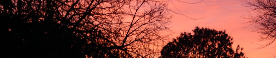 IMG_7381-1